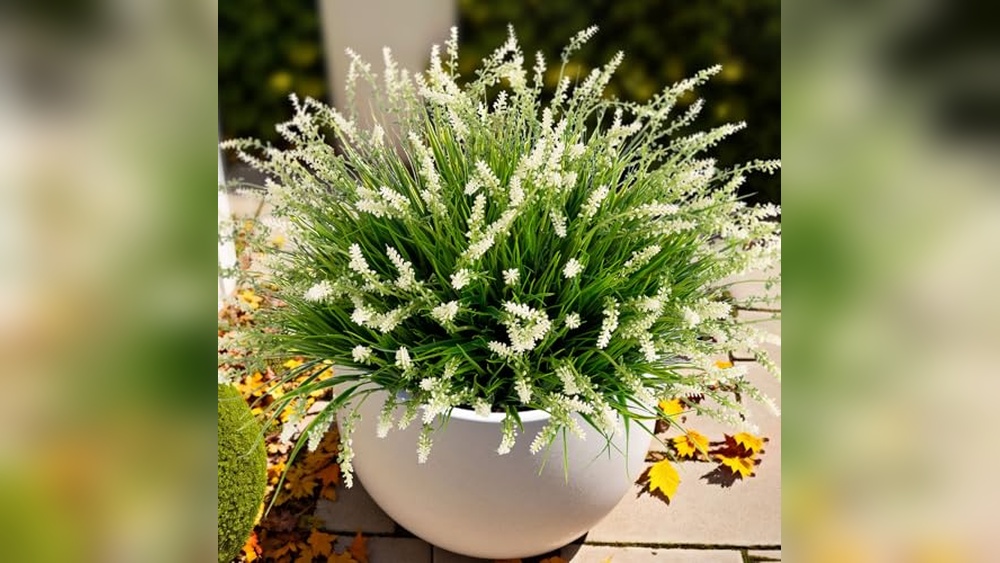 best plants for the porch