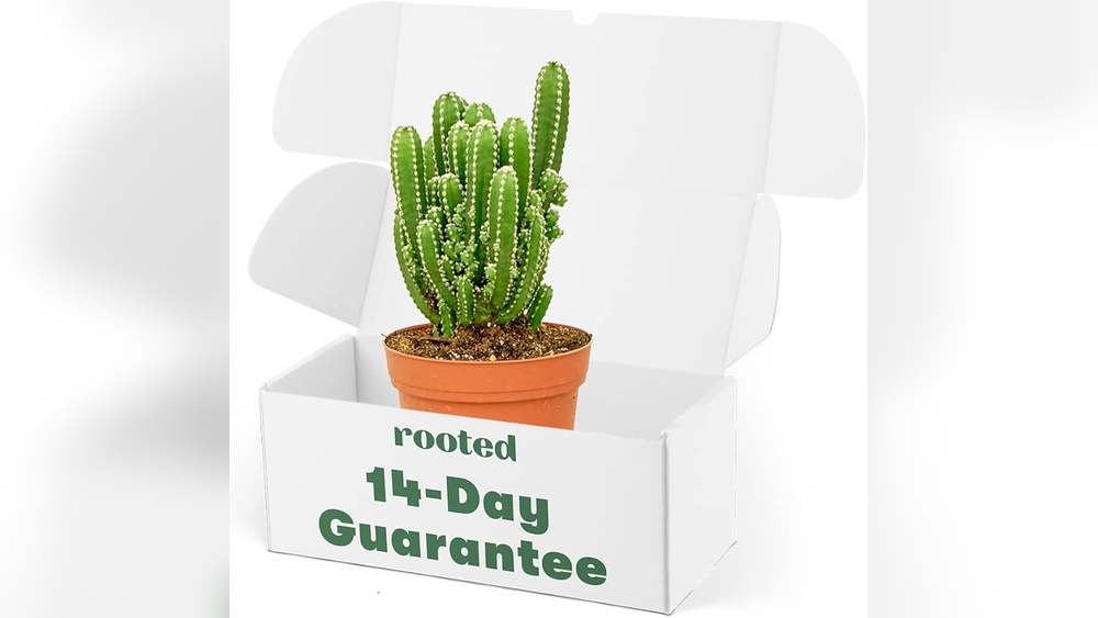 indoor cactus care and maintenance florida