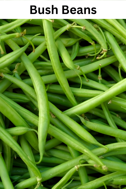 Bush Beans