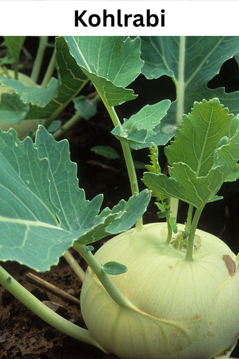 Kohlrabi