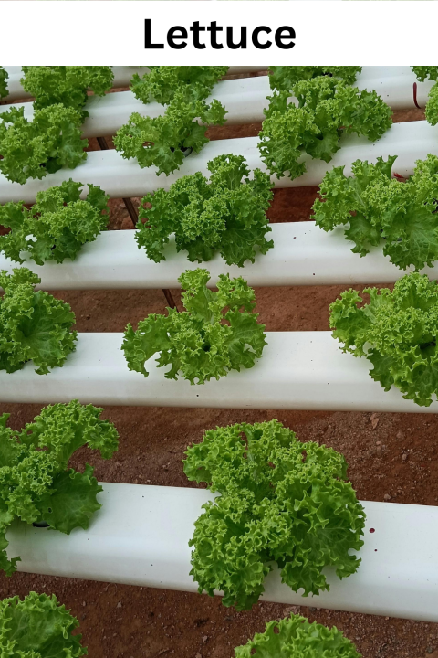 Lettuce