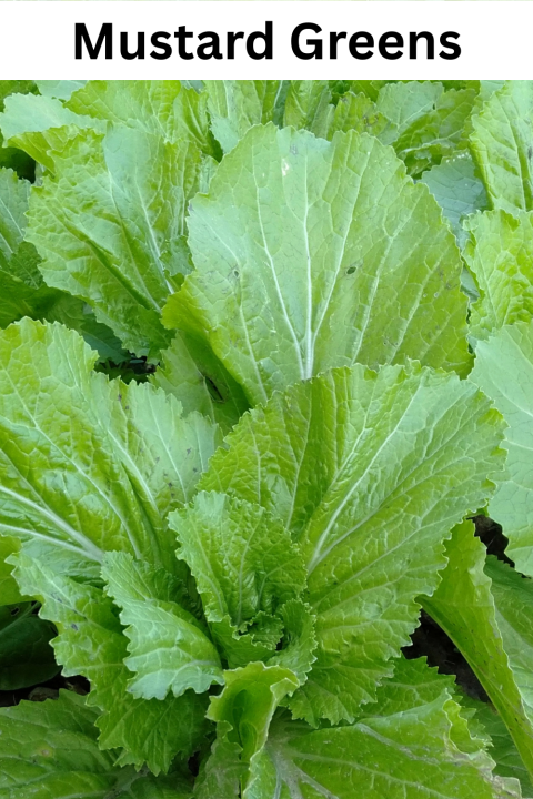 Mustard Greens