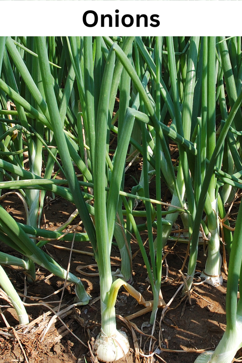 Onions (Bulbing Varieties for Overwintering)