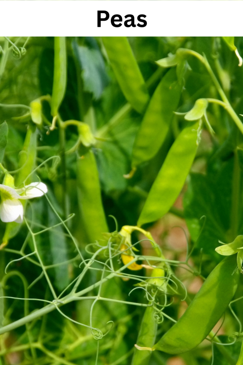 Peas