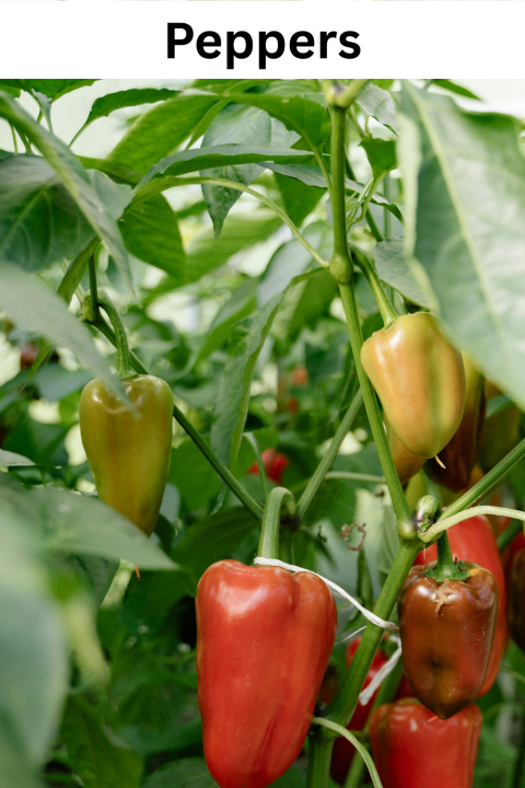 Peppers