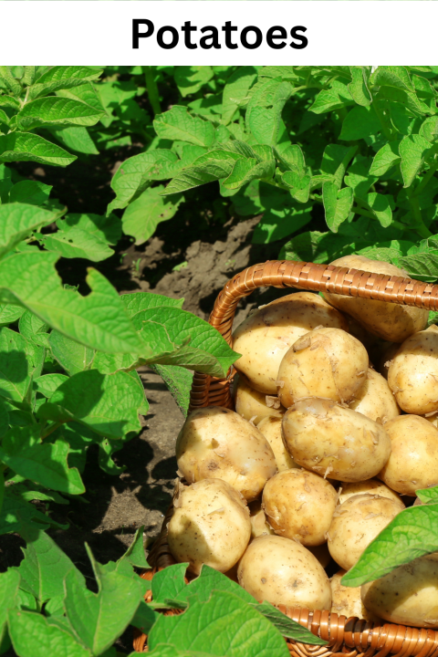 Potatoes