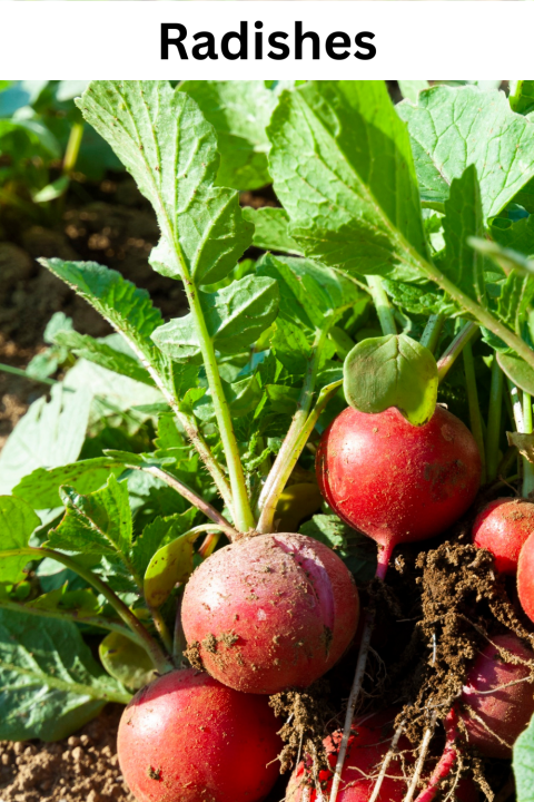 Radishes
