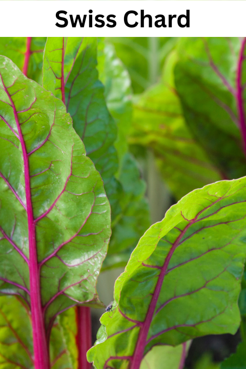 Swiss Chard