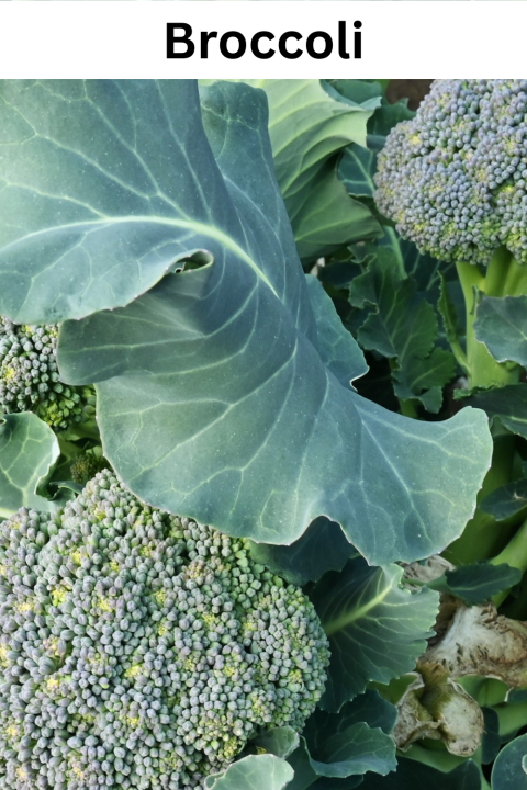 Broccoli