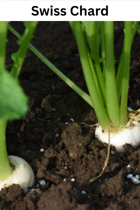 Turnips