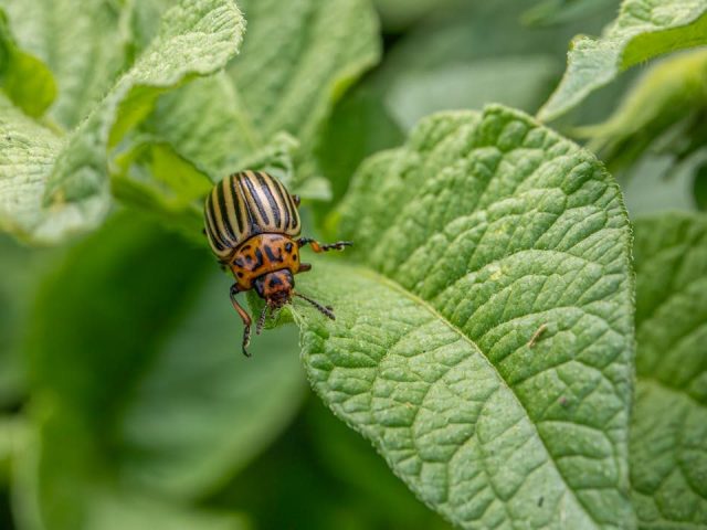 Naturally Controlling Flea Beetles: Tips and Methods for a Pest-Free Garden