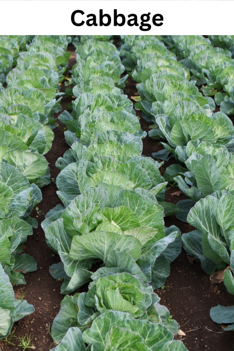 Cabbage