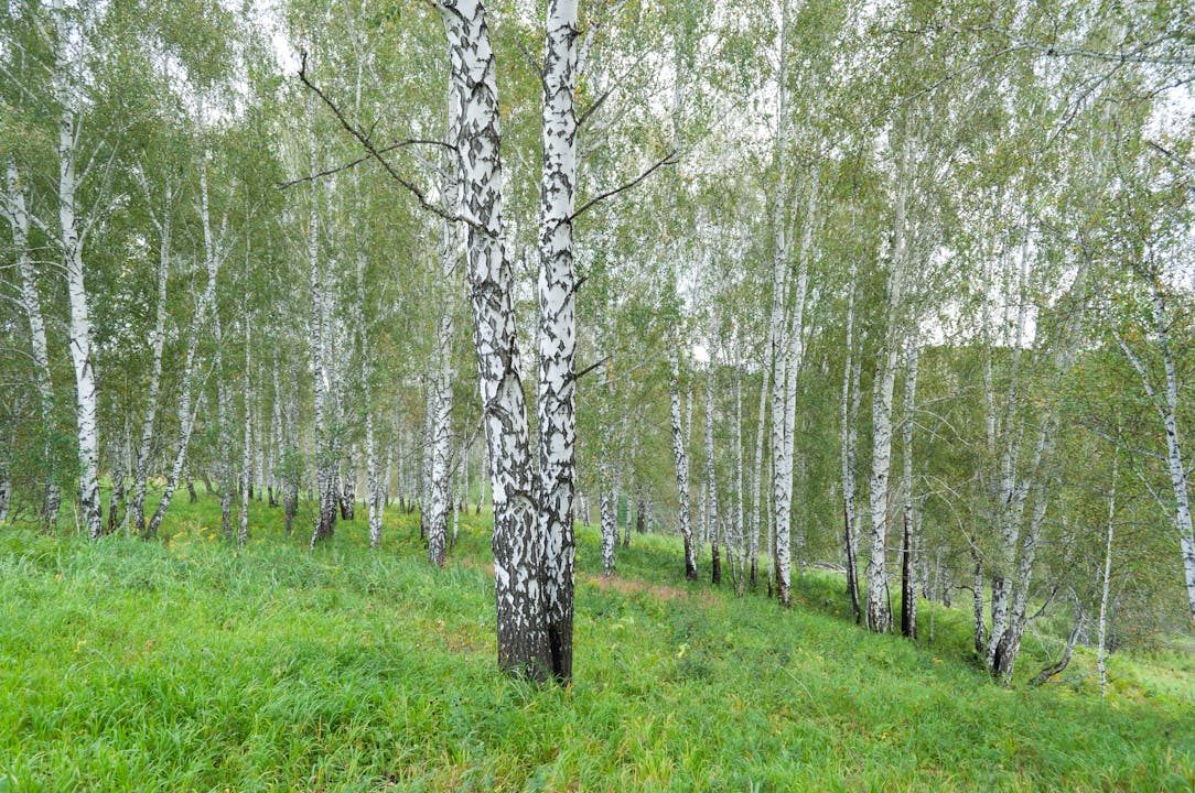Tranquil birch trees in a lush green forest, embodying peace and nature's beauty.