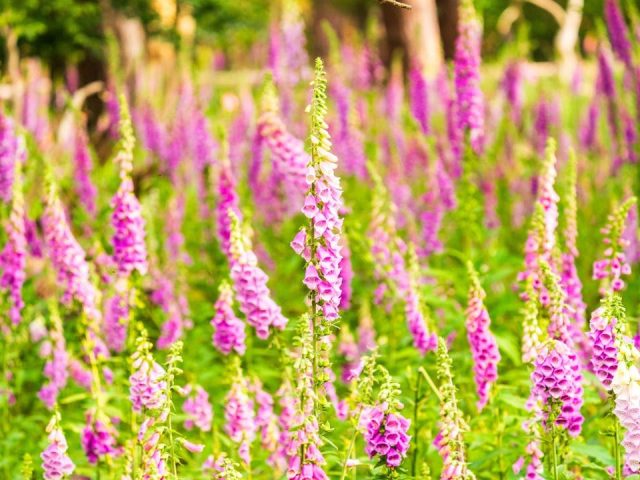 Foxglove Medicinal Properties: A Potent Healing Guide