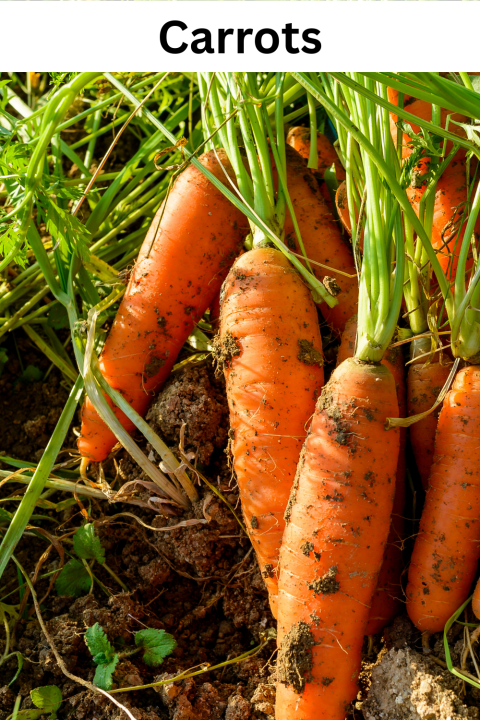 Carrots