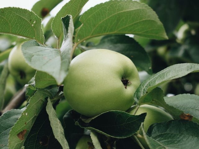 Apple Tree Not Growing Leaves: Essential Fixes for a Healthy Spring