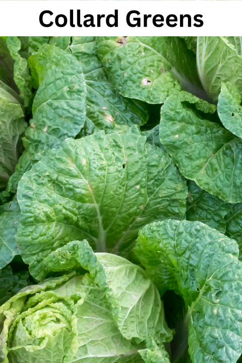 Collard Greens