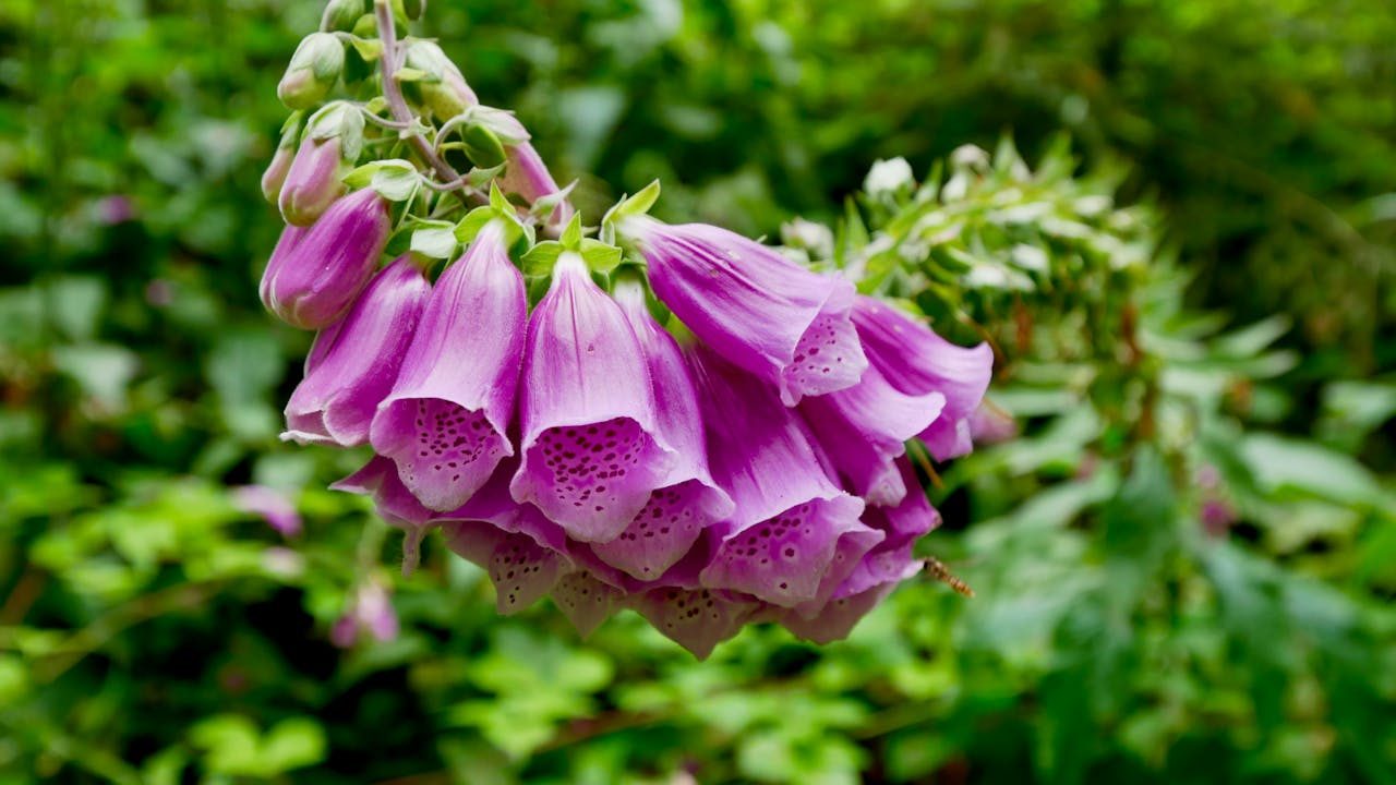 Foxglove Medicinal Properties: A Potent Healing Guide 3 Beautiful foxglove flowers in full bloom with lush greenery in summer.