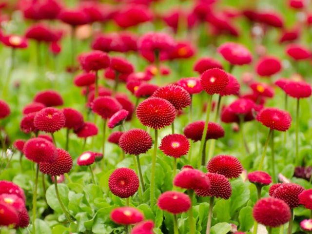 Annual and Perennial Plants: The Essential Gardening Guide