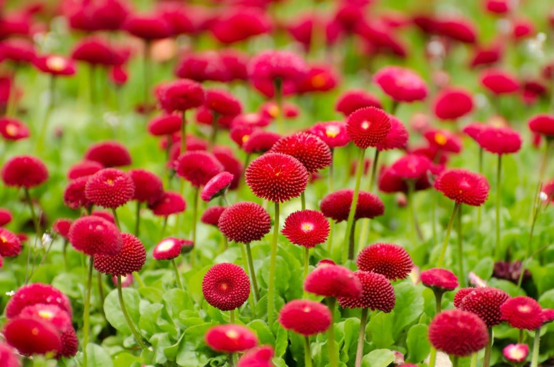 A stunning field of vibrant red English daisies (Bellis perennis) in full bloom, captured outdoors.
