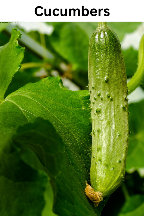 Cucumbers