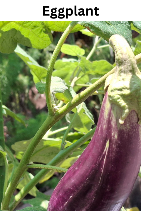 Eggplant