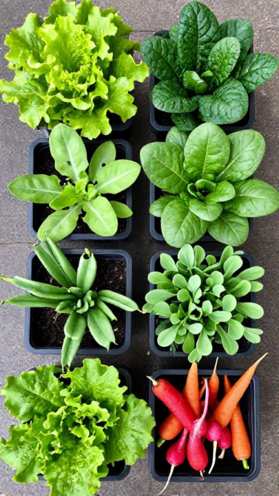 Small Space Veggie Patches for Fresh Produce
