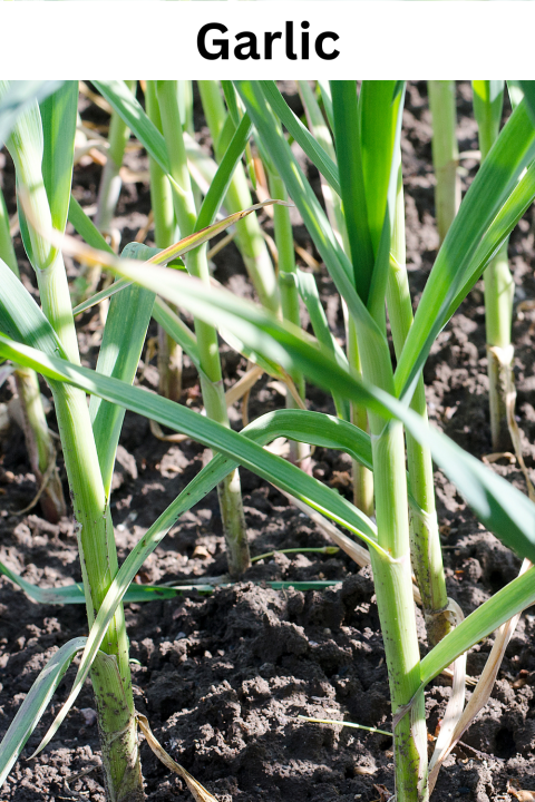 Garlic