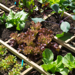 Container Gardening Ideas For Small Spaces