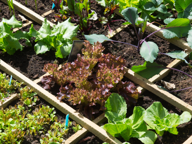 10 Container Gardening Ideas For Small Spaces in Florida