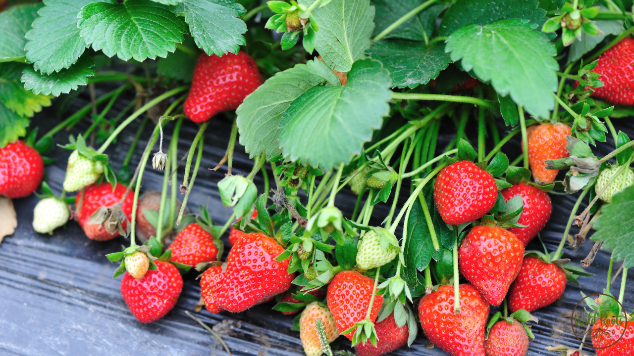 Best Companion Plants for Strawberries Florida Reviews