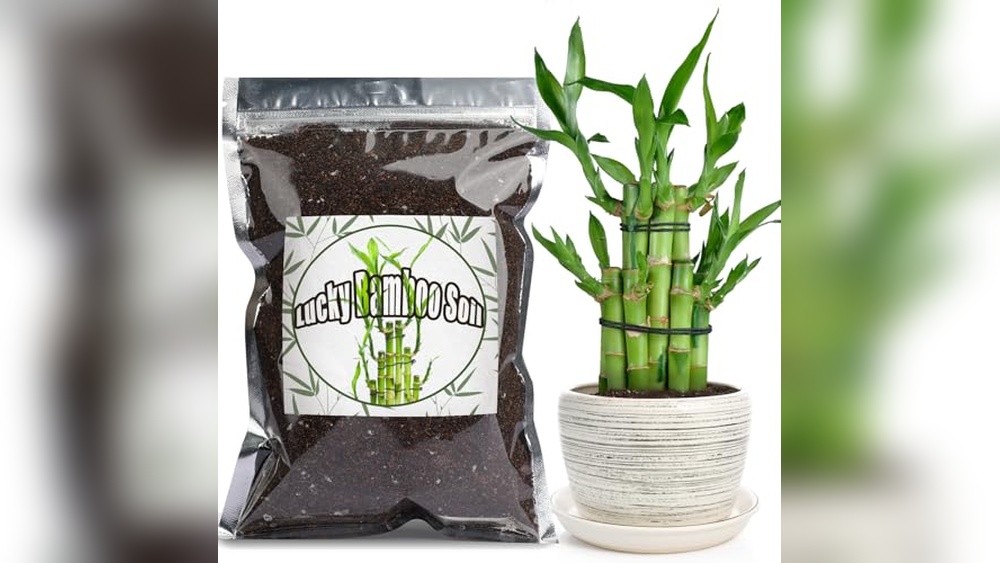 best bamboo plants for containers