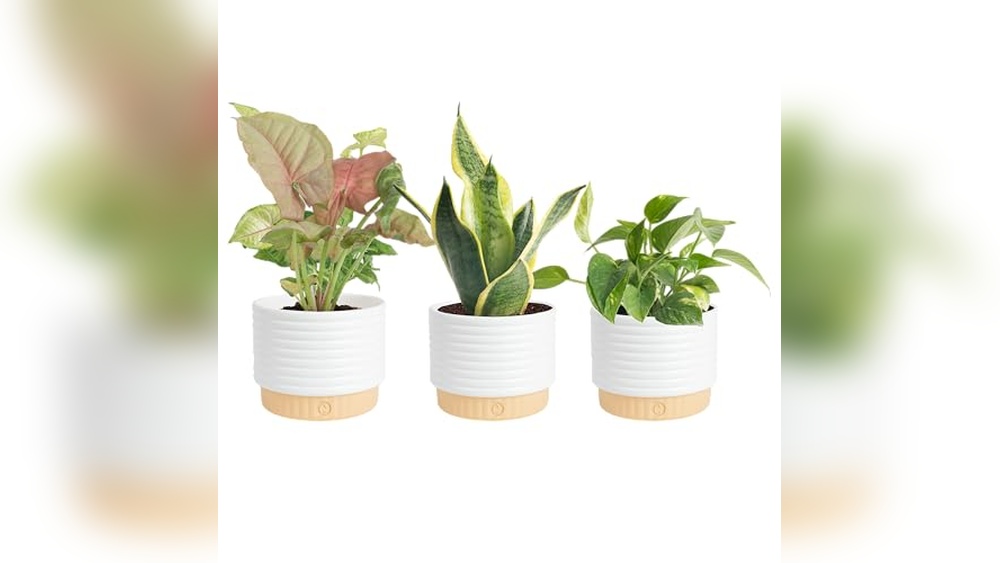 best indoor easy care plants