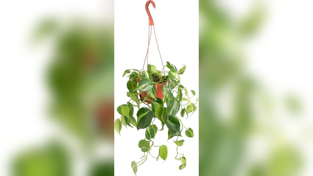 best low light hanging plants