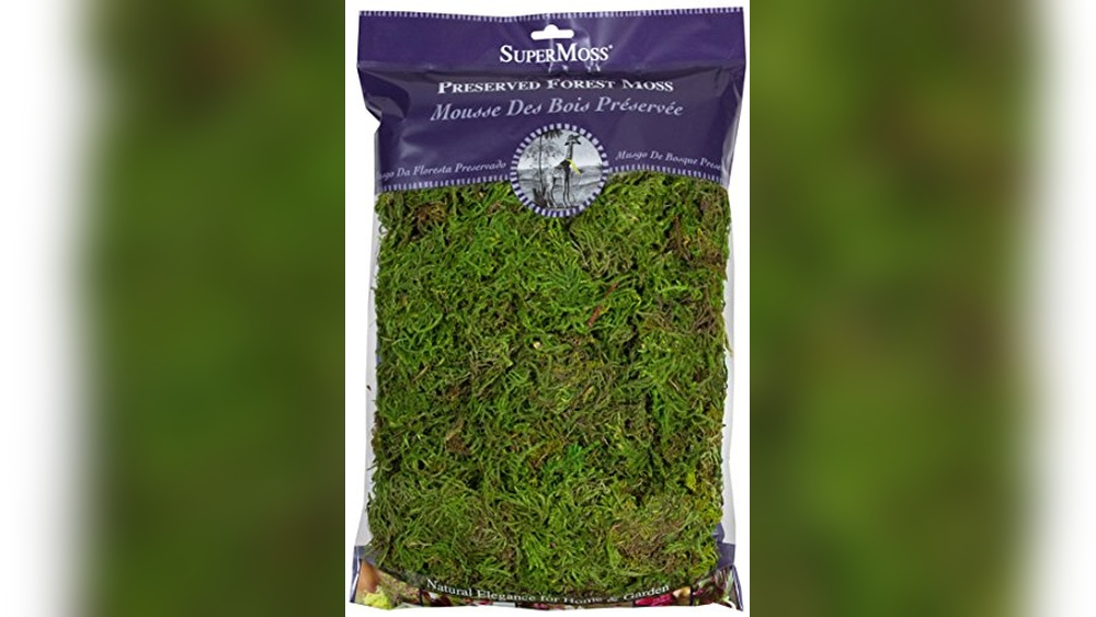 best moss for indoor plants