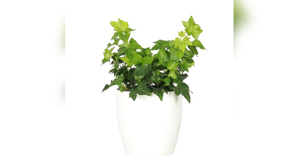 best plants for air purification