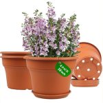 best plants for pots outside