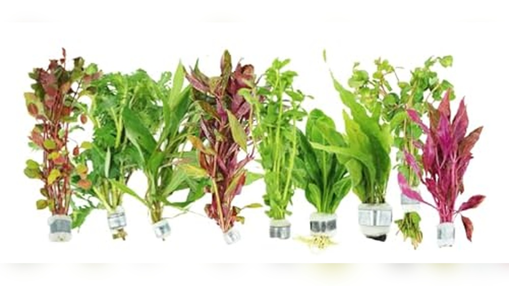 best plants for shrimp tank