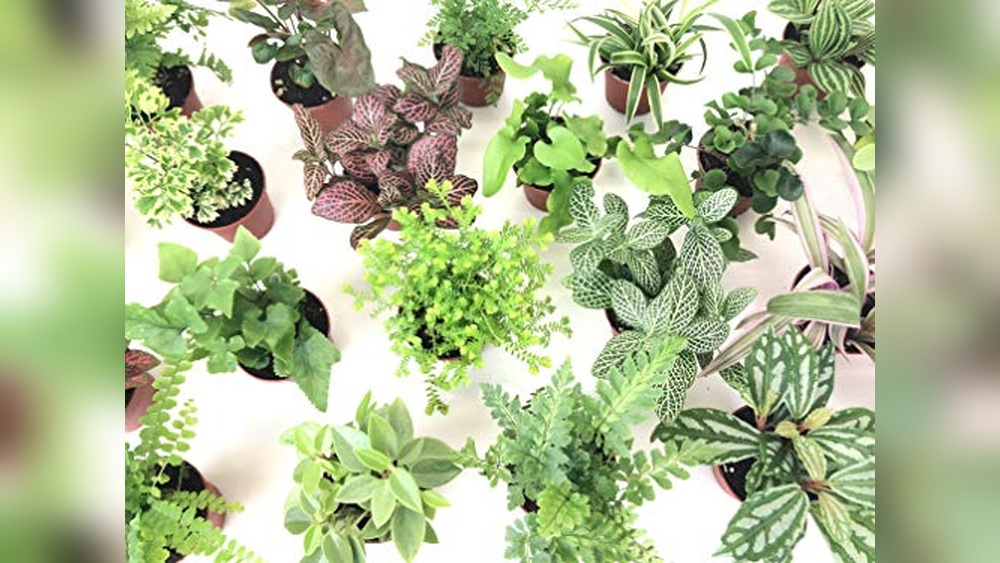 best plants for small terrarium