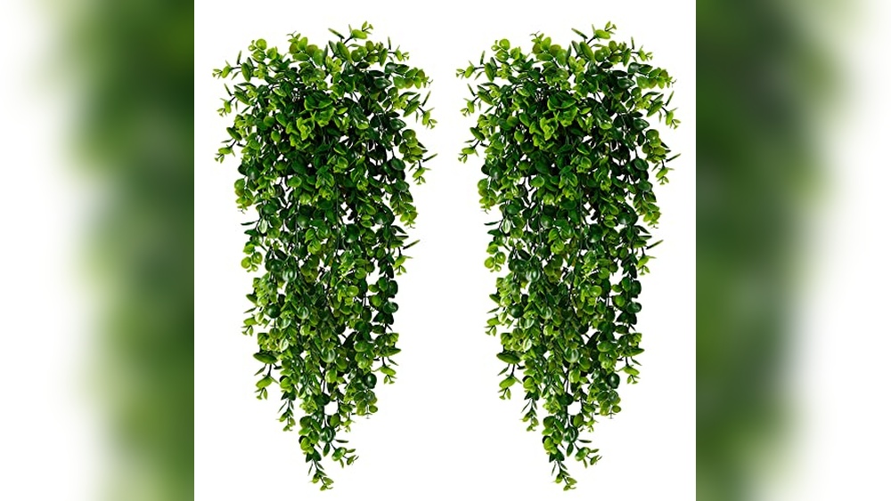 best plants to hang outside