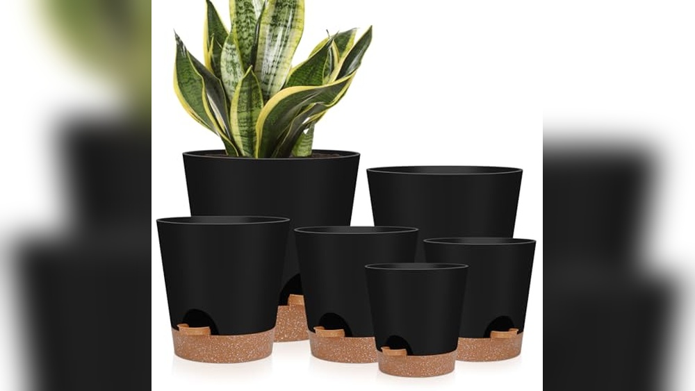 best pots for indoor plants