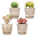 best pots for succulent plants