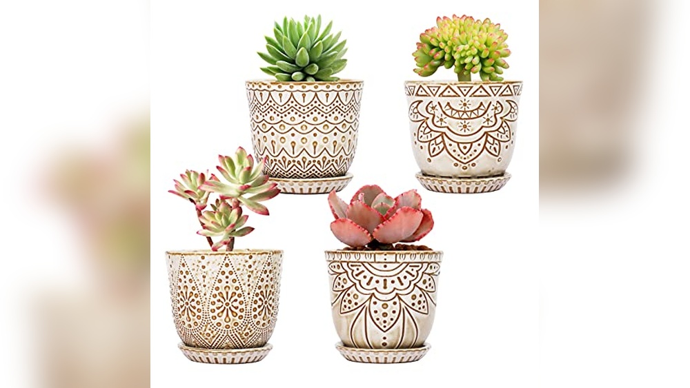 best pots for succulent plants