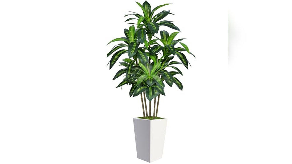 best tall plants for indoors