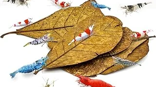 Top 10 Best Aquarium Plants for Shrimp Review