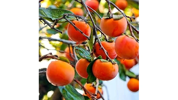 The image shows a variety of fig seeds, ideal for the Top 10 Best Fig Seeds for Planting Indoors Review.