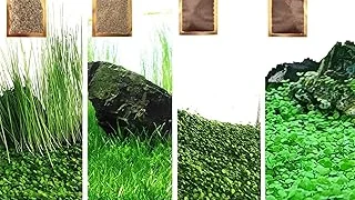 Top 10 Best Live Plants for Aquarium Review