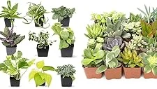 Top 10 Best Non Toxic House Plants Review