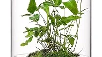 Top 10 Best Plants for Enclosed Terrarium Review