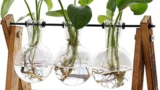 Top 10 Best Plants for Indoor Office Review